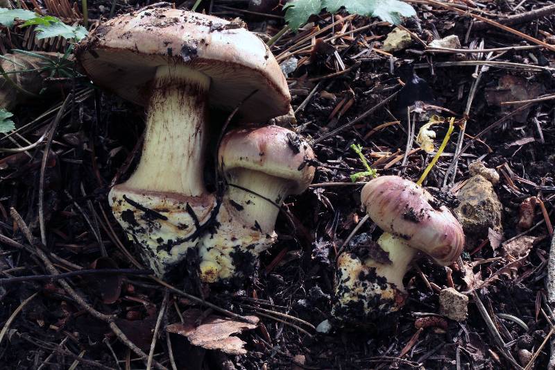 Cortinarius pseudofulmineus ?